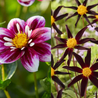 Dahlia Black-Pink - Pack of Three