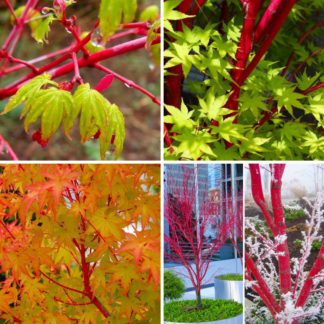 Acer Palmatum Sango Kaku - Coral Bark Maple - Large 110-130cm Specimen