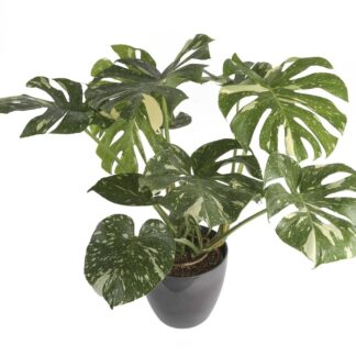 Rare Monstera Deliciosa Variegata - Thai Constellation - Variegated Swiss Cheese Plant