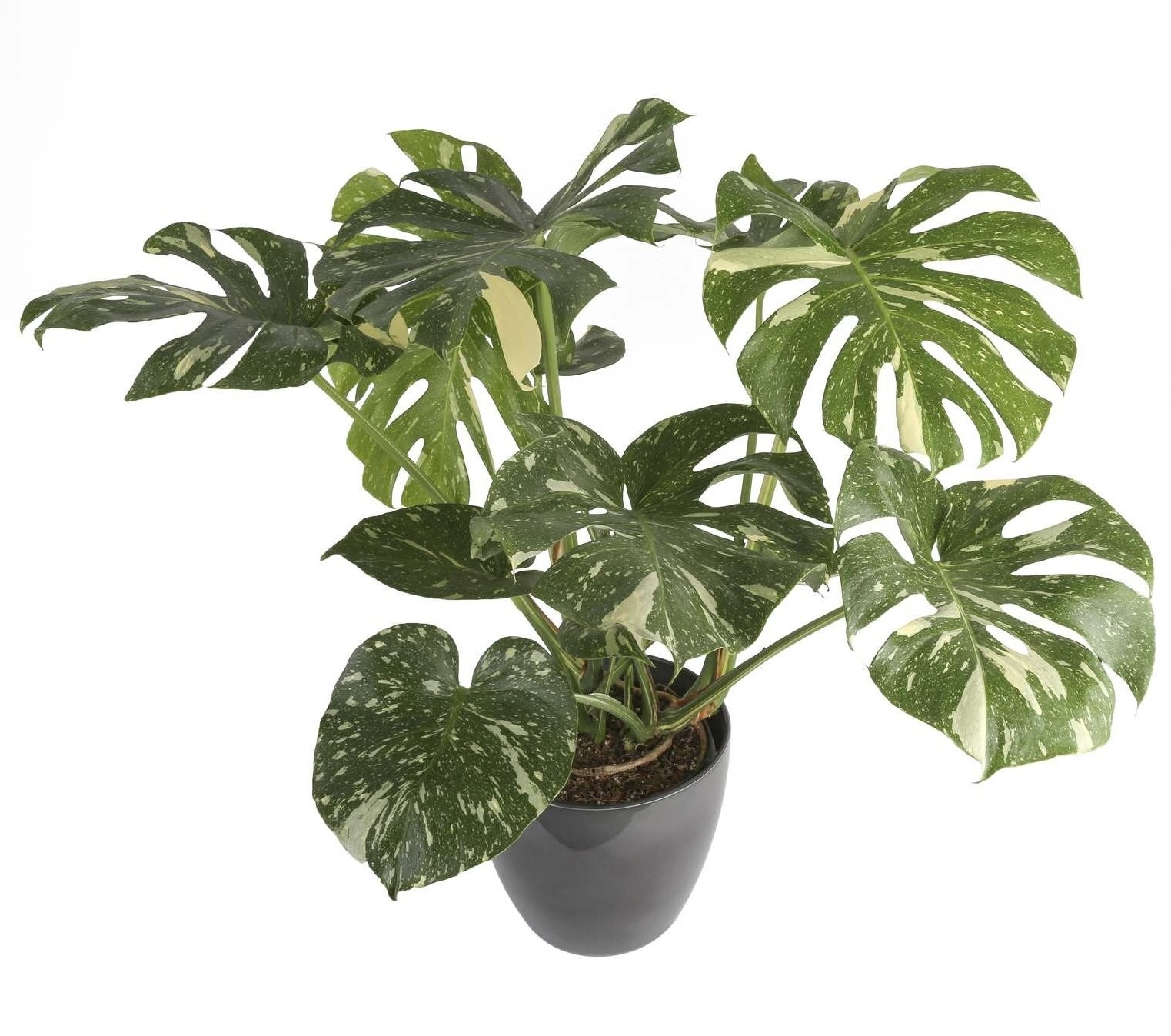 Rare Monstera Deliciosa Variegata - Thai Constellation - Variegated Swiss Cheese Plant