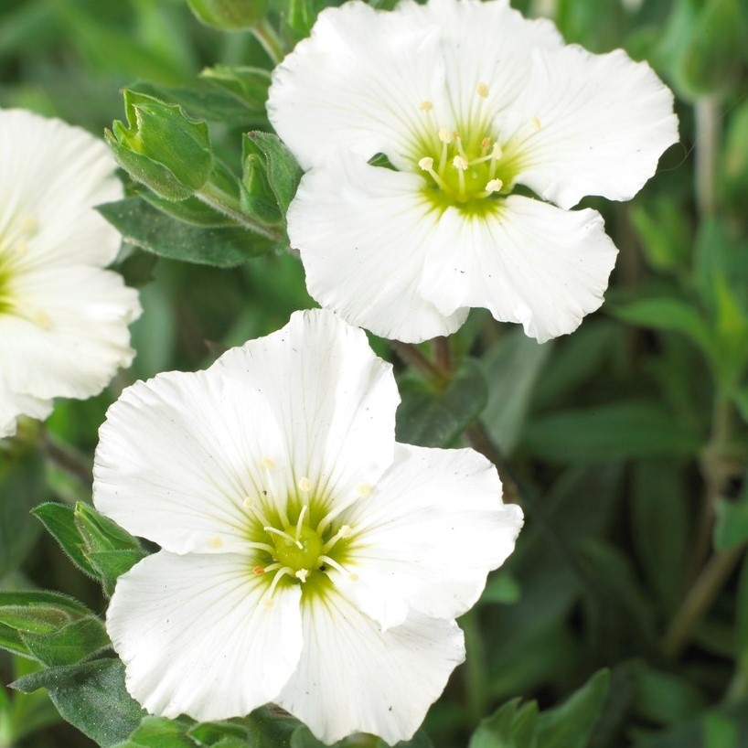Arenaria Montana Blizzard