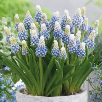 Muscari Mountain Lady - in Bud & Bloom