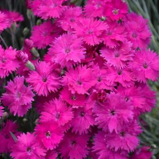 Dianthus Neon Star