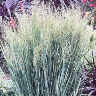 Panicum Virgatum Northwind - Switch Grass