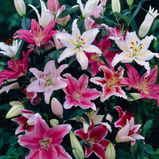 Lilium Oriental Mixed - Pack of Five Lily Bulbs
