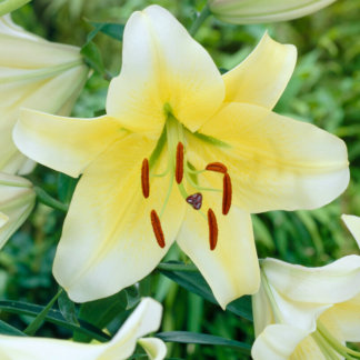 Giant Skyscraper Towering Tree-Like Oriental Lily Bulbs - Conca D'Or - Pack of Two