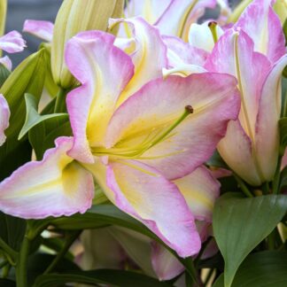 Lilium Primrose Hill - Pack of Three Lily Bulbs