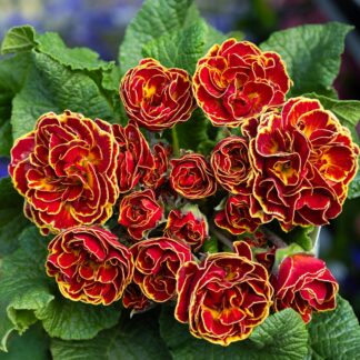 Primula Belarina Maple Sugar- Sumptuous Double Perennial Primrose
