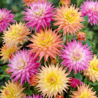 Dahlia Cactus Pastel - Pack of Three