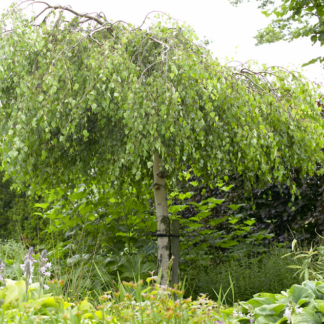 Betula Pendula Subsp. Pendula 'Youngii' - Silver Birch - Circa 250-300m Tall