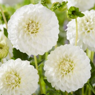 Dahlia Petra's Wedding