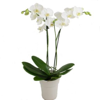 Phalaenopsis - Twin Stem White Moth Orchid - Complete With Classic White Display Pot