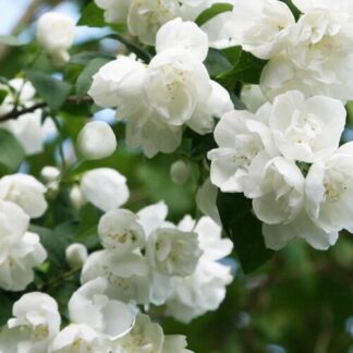 Philadelphus Virginal - Mock Orange