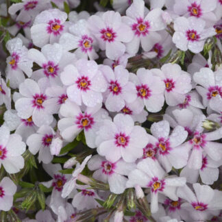 Phlox Subulata 'Coral Eyes'