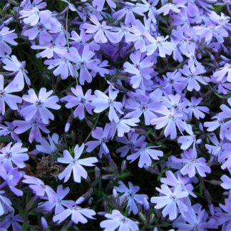 Phlox Subulata 'Emerald Blue Cushion'