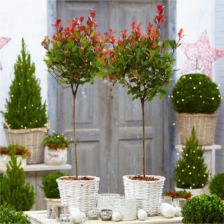 Pair of Evergreen Photinia Chico - Little Red Robin Trees in Festive Baskets
