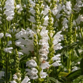 Physostegia Virginiana Alba - Obedient Plant - Crown of Snow
