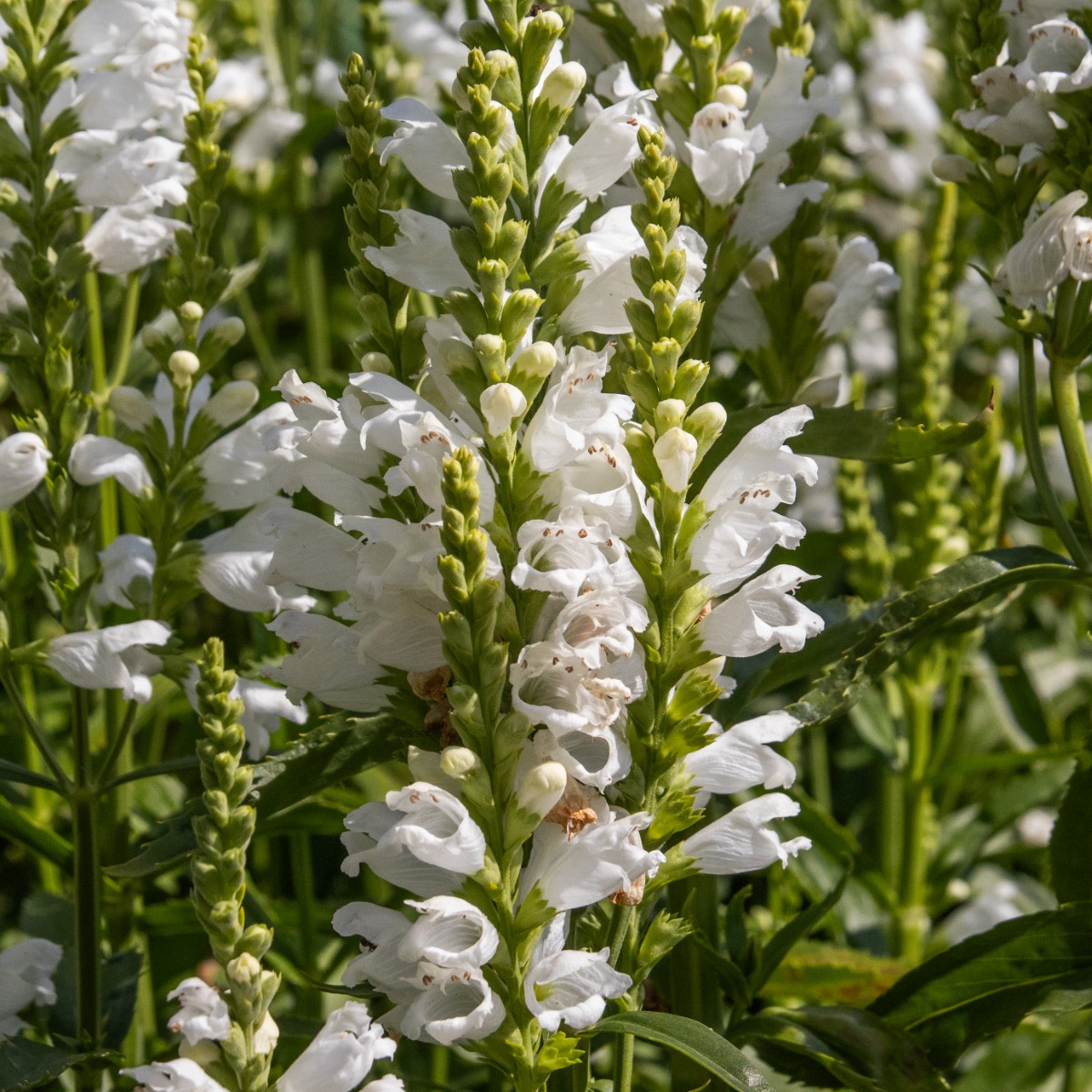 Physostegia Virginiana Alba - Obedient Plant - Crown of Snow
