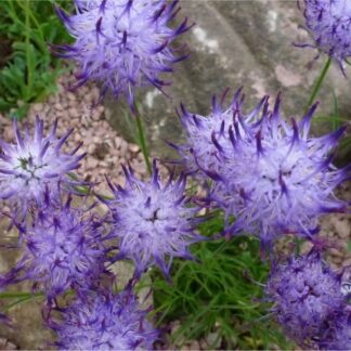 Phyteuma Scheuchzeri Blue Impression