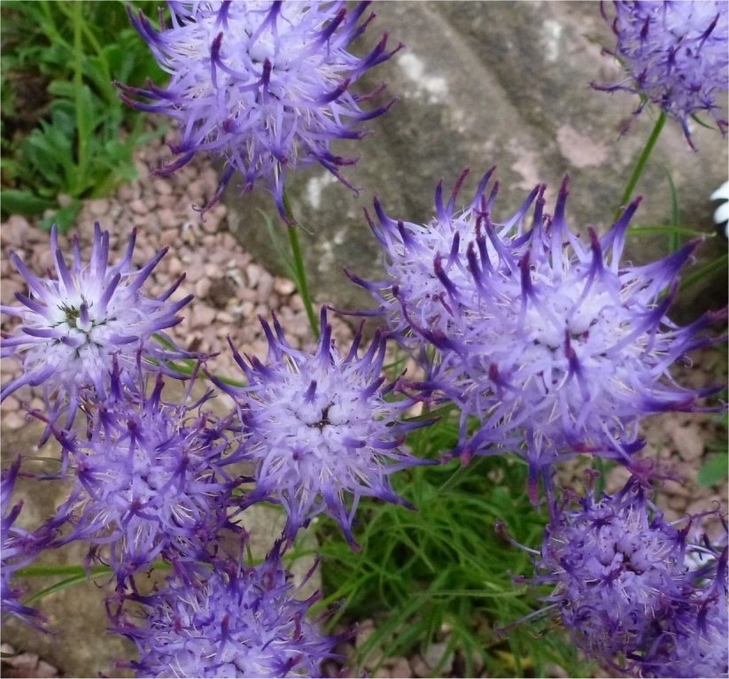 Phyteuma Scheuchzeri Blue Impression
