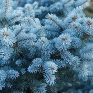Picea Glauca Super Blue - Bushy Blue Spruce Tree Circa 80-100cm Tall