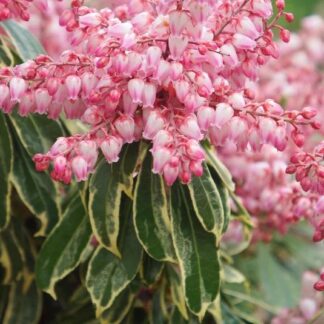 Pieris Japonica Ralto Rose - Pink Frost - New & Exclusive Evergreen Lily of The Valley Shrub