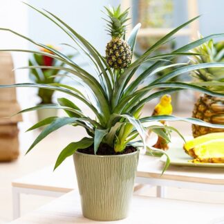 Ananas - Indoor Pineapple Plant
