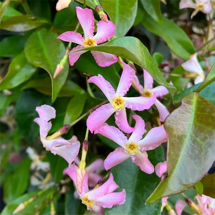 Fragrant Trachelospermum Asiaticum Pink Showers - Pinky Wings Star Jasmine Plants - Circa 150-180cms