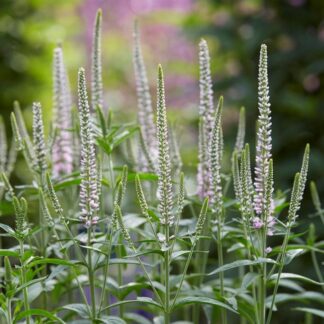 Veronica Longifolia Pink Eveline