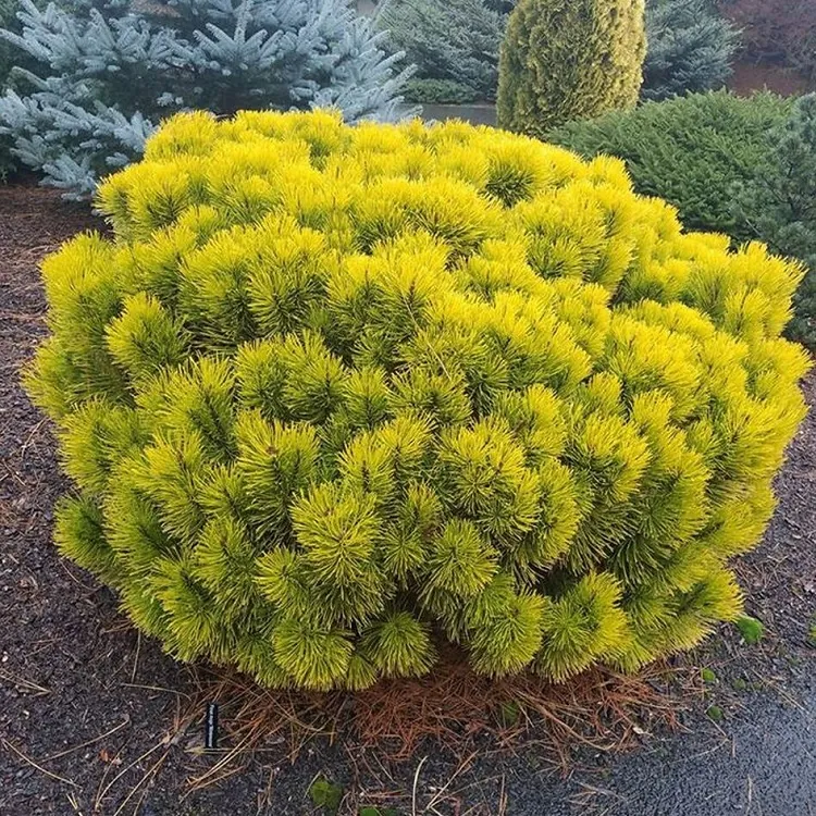 Pinus Mugo Carstens Wintergold