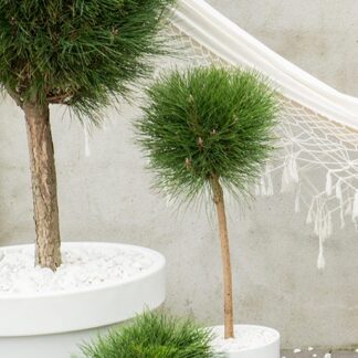 Pinus Summer Breeze - Patio Tree