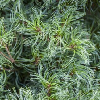 Pinus Strobus Tiny Kurls