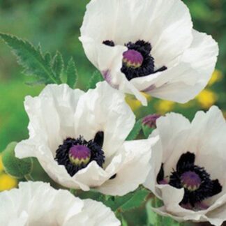 Papaver Orientale 'Royal Wedding' - White Oriental Poppy
