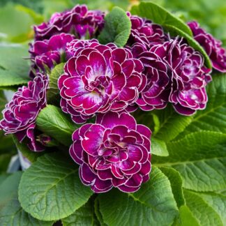 Primula Belarina Candy Frost - Double Perennial Primrose - in Bud & Bloom