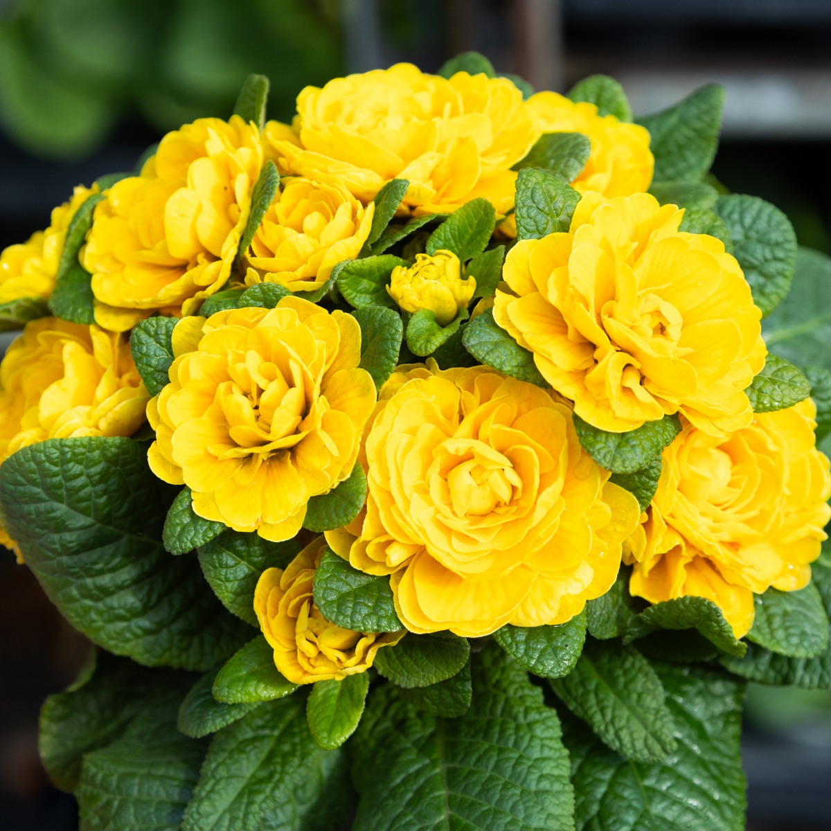 Primula Belarina Goldie- Sumptuous Double Perennial Primrose