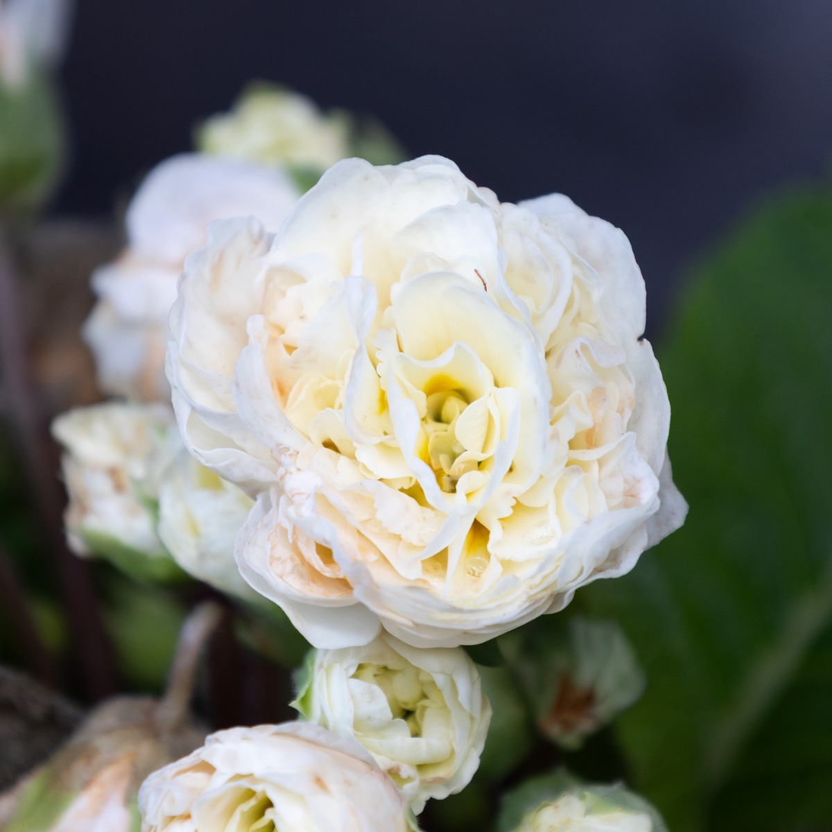 Primula Belarina Vanilla - Sumptuous Double Perennial Primrose