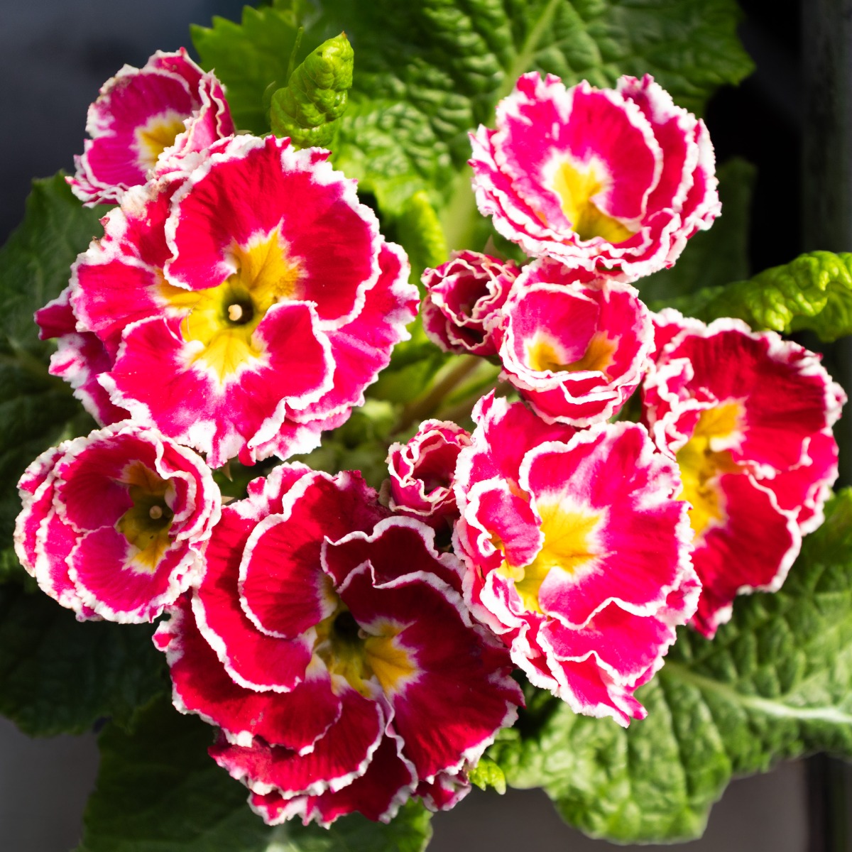 Primula Flamenco - Pink With White Edge Primula