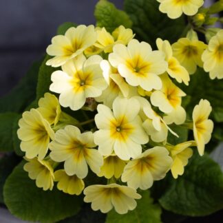 Primula Veristar Lemon