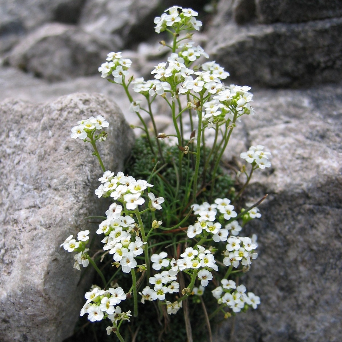 Pritzelago Alpina 'Icecube'