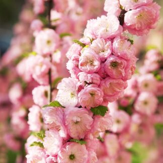 Prunus Triloba - Double Flowering Cherry-Almond - Large 60-80cm Shrub in Bud