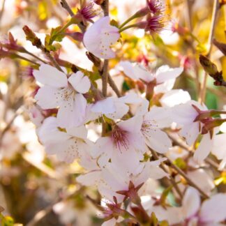 Prunus Incisa 'Lotte' - Fuji Cherry - Flowering Cherry Blossom