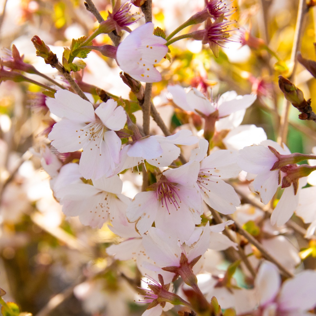 Prunus Incisa 'Lotte' - Fuji Cherry - Flowering Cherry Blossom