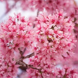 Prunus Incisa 'Paean' - Fuji Cherry - Flowering Cherry Blossom - in Bud & Bloom