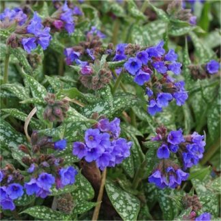 Pulmonaria 'Trevi Fountain' - Lungwort - in Bud