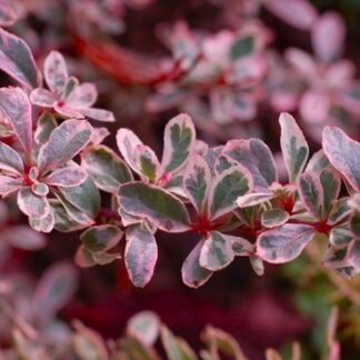 Pyracantha Sparkler - Variegated Evergreen Pyracantha