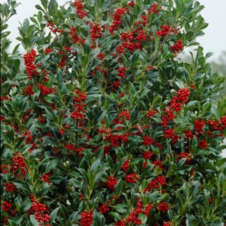 Ilex Aquifolium Pyramidalis - Large Holly Bush