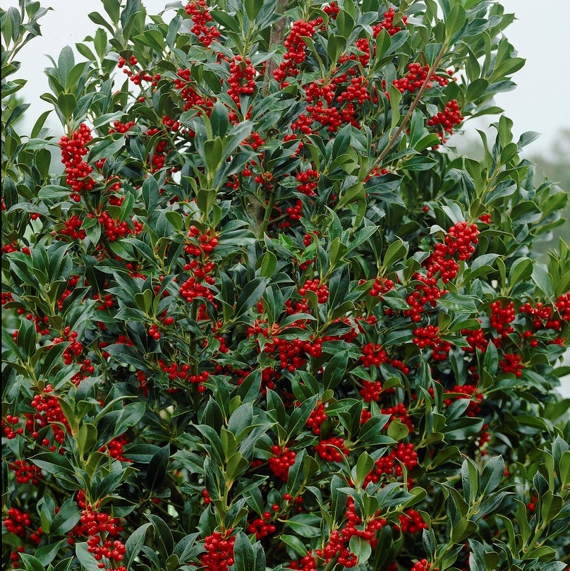 Ilex Aquifolium Pyramidalis - Large Holly Bush