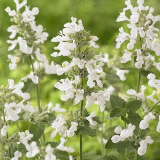 Nepeta Racemosa Snowflake