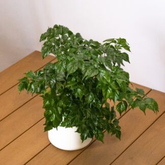 Radermachera Sinica - China Doll Plant - 30cm