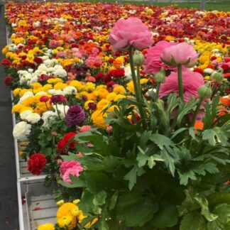 Ranunculus in Bud & Bloom
